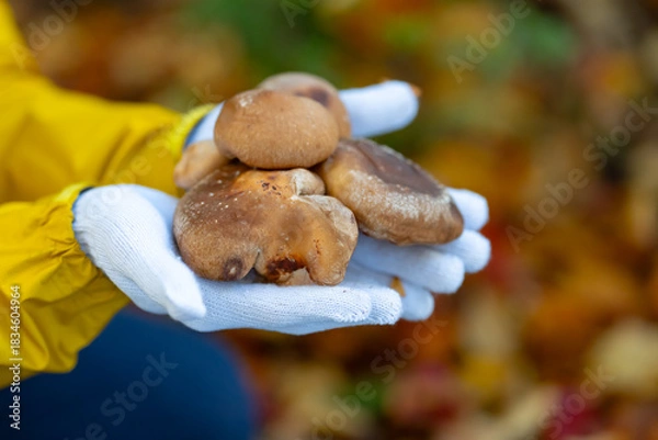 Obraz きのこ狩り