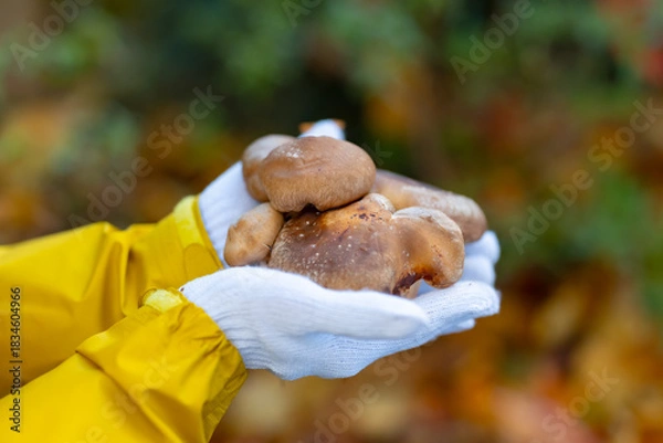 Fototapeta きのこ狩り