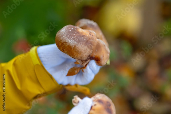 Obraz きのこ狩り