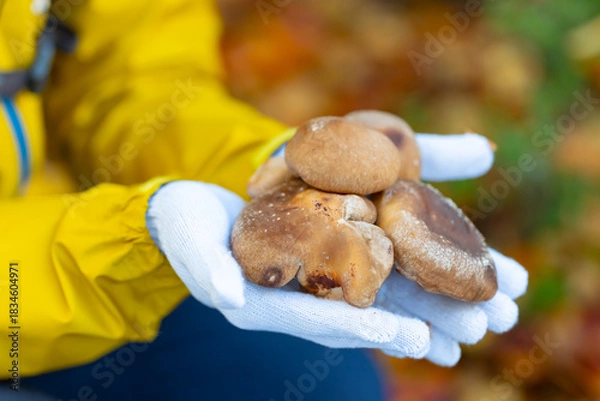 Obraz きのこ狩り