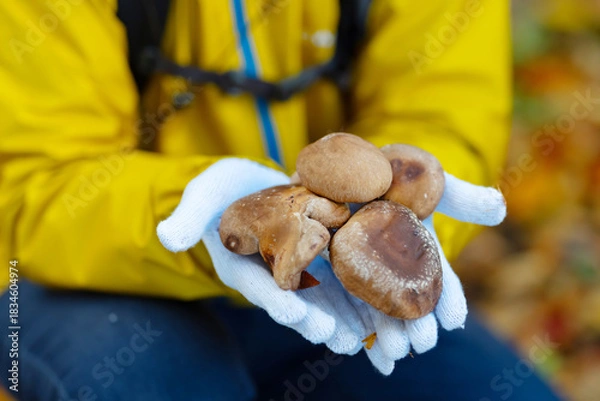 Obraz きのこ狩り