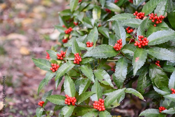 Obraz センリョウ　Herba sarcandrae