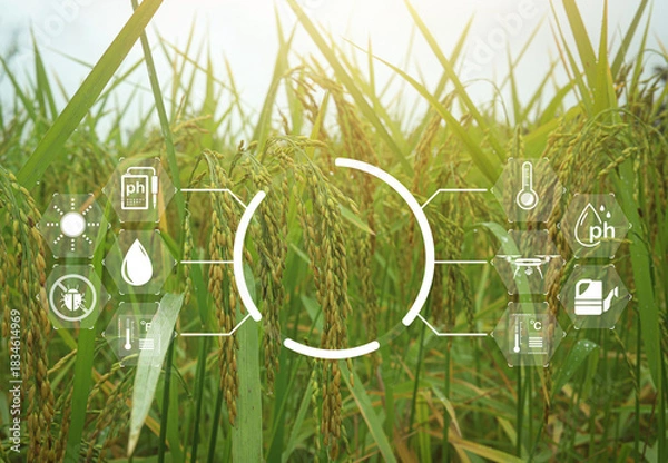 Fototapeta Smart farming technology in rice field showing digital interface icons for soil pH, temperature, moisture, sunlight, drone, and pest control, representing precision agriculture.