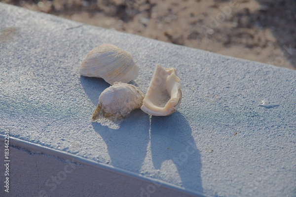 Obraz Three Seashells On A Frosted Surface Casting Long Shadow At The Beach In Dawn Light. Close-up of three seashells resting on a frosted blue surface, casting distinct shadows. Subtle beach ambiance and 