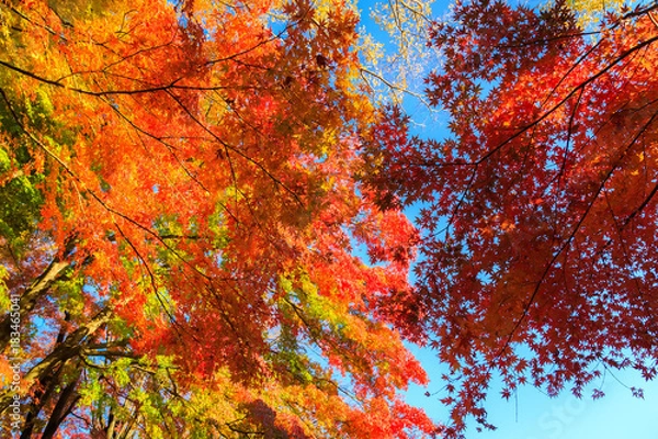Fototapeta Red maple leaves in autumn season with blue sky blurred background, taken from Japan.