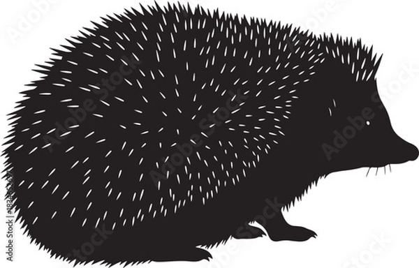 Obraz Hedgehog silhouette vector illustration with detailed quills and eyes, isolated on white for animal themes and nature concepts