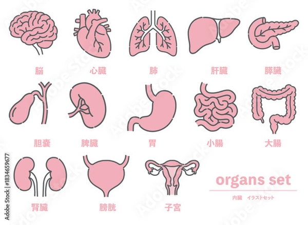 Obraz 脳、心臓、肺など13種類の内臓・臓器イラストセット