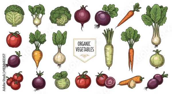 Fototapeta A colorful collection of various fresh organic vegetables and root crops, presented in a vintage hand-drawn style with an \.