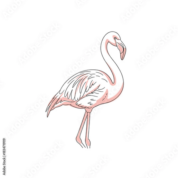 Obraz Stylized illustration of a graceful pink flamingo, featuring soft coloring and crisp black outlines on a pure white background.
