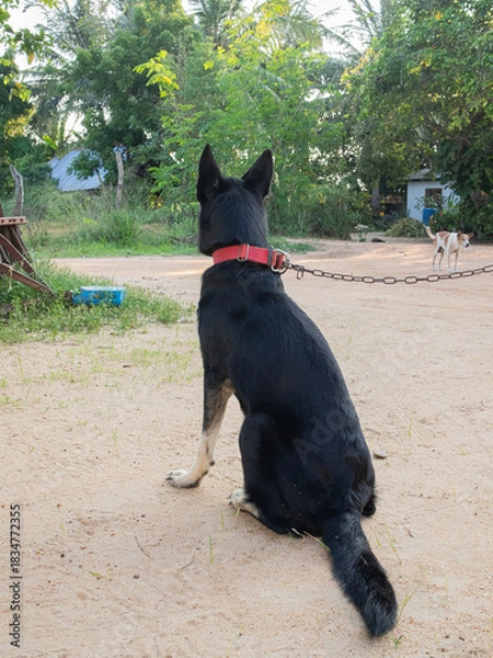 Obraz german shepherd dog sitting 