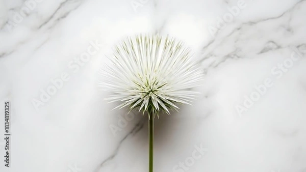 Fototapeta Delicate white flower with thin petals on marble background