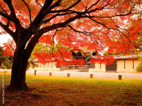 Fototapeta 真っ赤に色づいたモミジ越しに見る京都御所の建春門