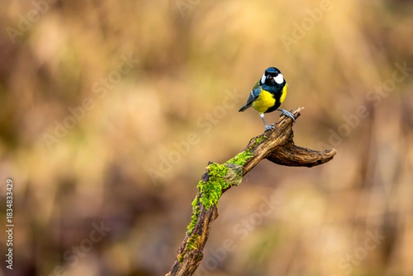 Obraz eine Kohlmeise auf einem Ast