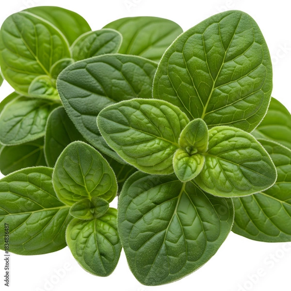 Fototapeta Oregano Leaf Cluster on white background