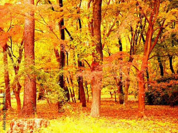 Fototapeta 木々が黄色く色づき見事な紅葉の景観を見せる京都御苑内の雑木林の風景