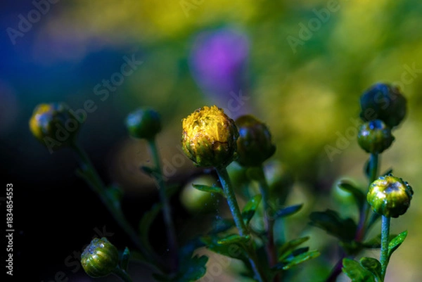 Obraz 開花直前の菊