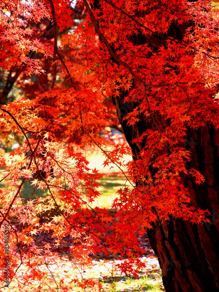 Obraz 太い幹と赤く染まったもみじの葉の対比が美しい京都御苑内の紅葉の風景