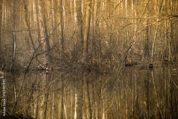 Fototapeta A forest river in a spring forest. Spring landscape. Deciduous trees and their beauty reflection
