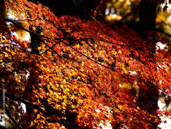 Obraz 木漏れ日の光に照らされ鮮やかに輝く赤と黄色のもみじの葉が美しい京都御苑内の風景