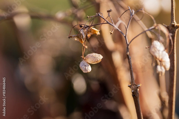 Obraz 晩秋、枯れて褐色になったアジサイ
