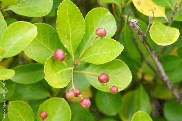 Fototapeta 割れる前のマサキの実