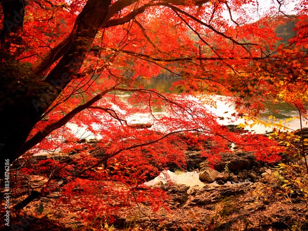 Fototapeta 京都府宇治市・宇治川右岸の沿道の鮮やかに色づいた紅葉の風景