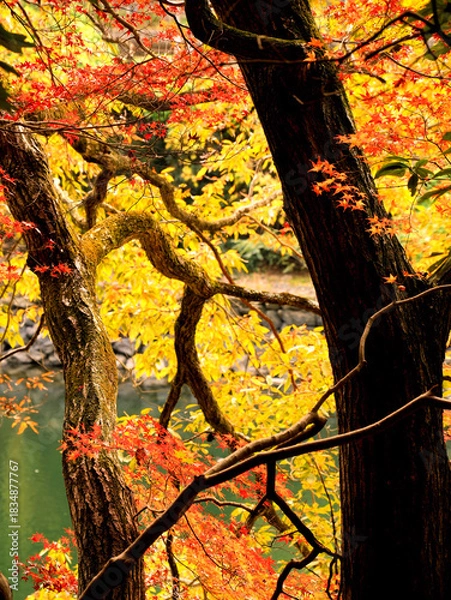 Obraz 京都府宇治市・宇治川右岸の沿道の鮮やかに色づいた紅葉の風景