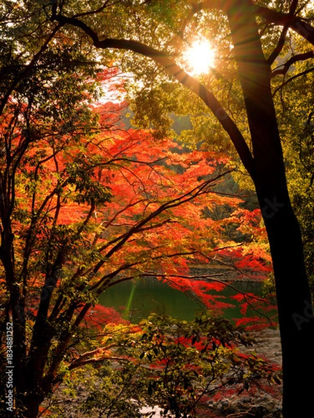 Obraz 京都府宇治市・宇治川右岸の沿道の鮮やかに色づいた紅葉の風景