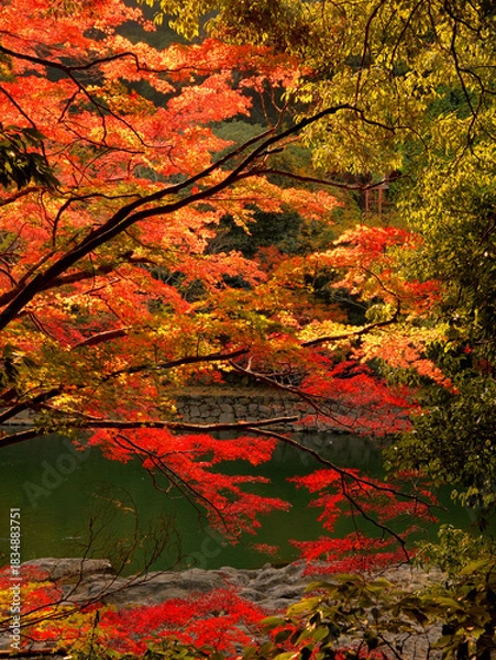 Obraz 京都府宇治市・宇治川右岸の沿道の鮮やかに色づいた紅葉の風景