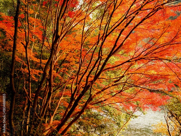 Obraz 京都府宇治市・宇治川右岸の沿道の鮮やかに色づいた紅葉の風景
