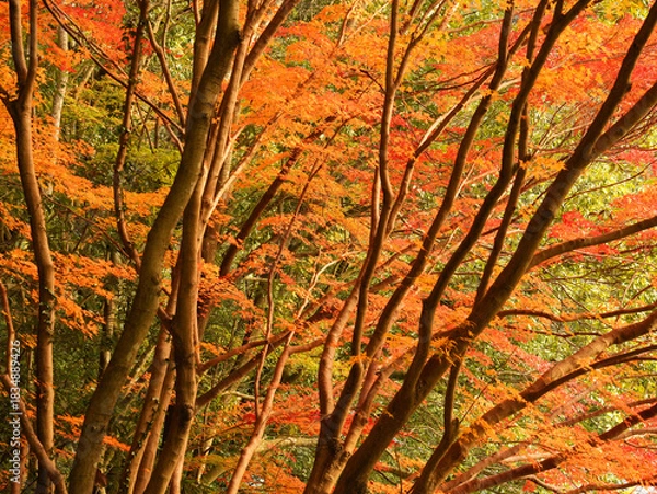 Obraz 京都府宇治市・宇治川右岸の沿道の鮮やかに色づいた紅葉の風景