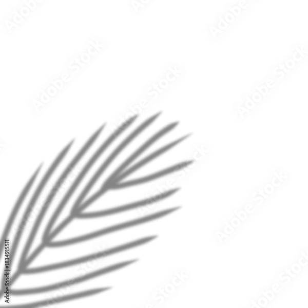 Obraz Tropical leave shadow transparent overlay
