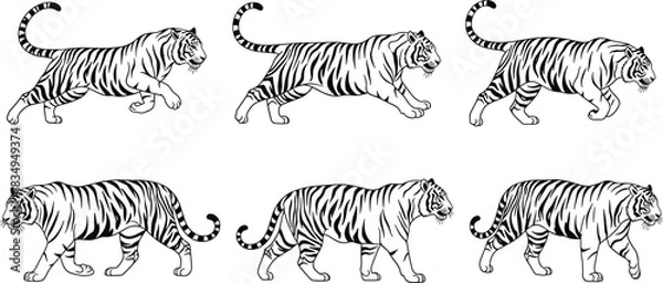 Fototapeta Tiger walking illustration set, wild animal artwork, big cat motion sequence, detailed tiger drawing, wildlife predator graphic, black and white vector