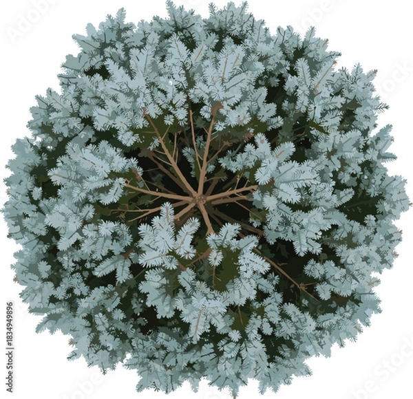 Fototapeta Top View of Blue Spruce or Conifer Tree, Realistic Architectural Visualization Asset, Green and Blue Foliage Shrub, High-Quality Render for Landscape and Architecture Plans Isolated on White.