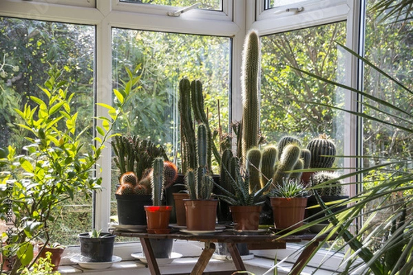 Obraz Cacti in a Conservatory
