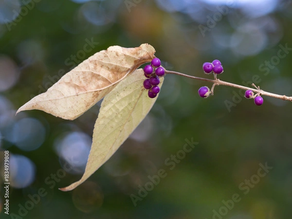 Obraz 初冬に紫の実をつけるヤブムラサキ