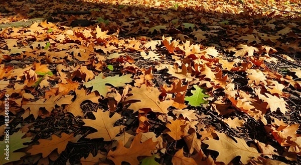 Fototapeta Sunlight filters through trees onto a forest floor covered in fallen oak leaves.