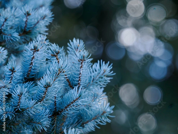 Obraz 初冬の銀青色のコロラドトウヒ