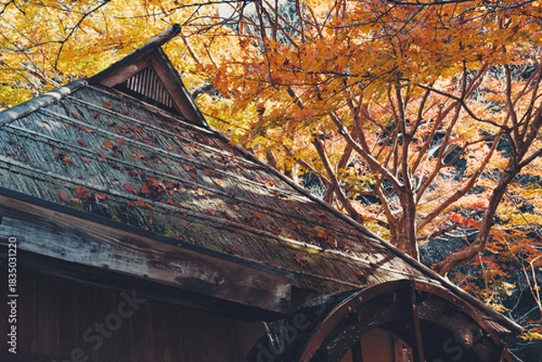 Obraz 紅葉と水車小屋は日本の懐かしい秋の原風景