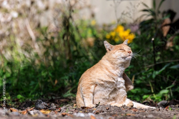 Obraz 北海道洞爺湖町、日向ぼっこする野良猫【9月】