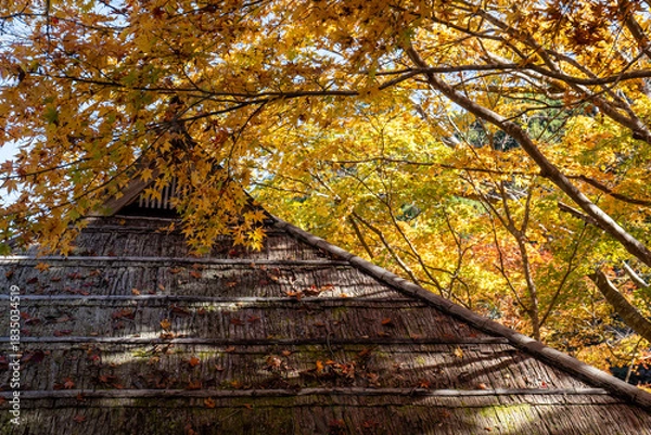 Obraz 日本の伝統的な茅葺き屋根と秋の紅葉