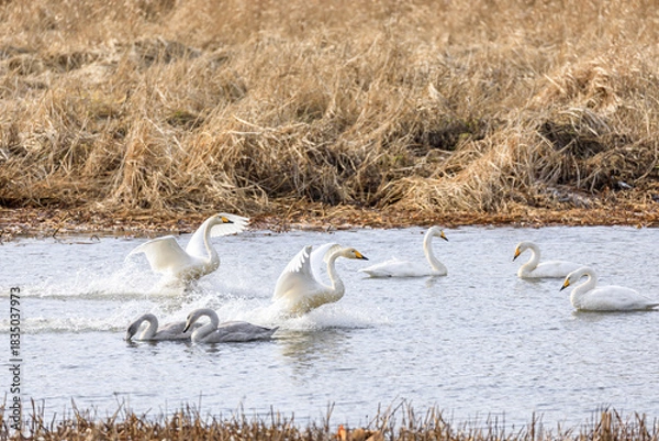 Obraz 北海道千歳市、着水する白鳥の群れ【11月】