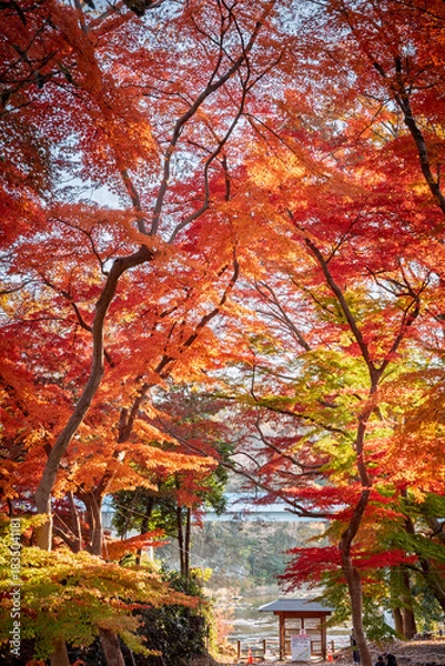 Obraz 雀宮公園の燃えるような紅葉