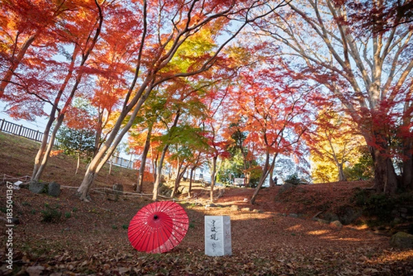 Obraz 雀宮公園の紅葉と赤い和傘