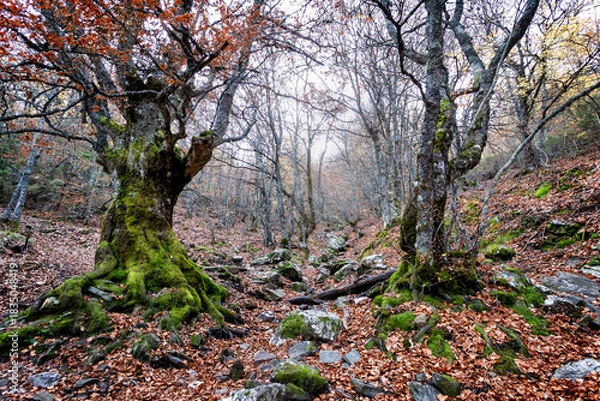 Obraz Otoño en el hayedo