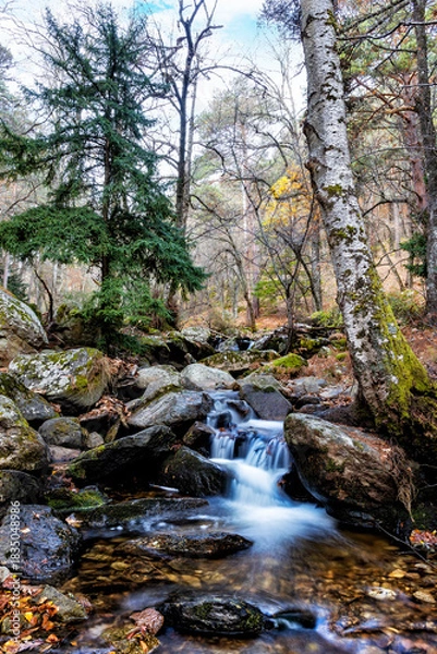 Obraz Otoño en el Abedular de Canencia