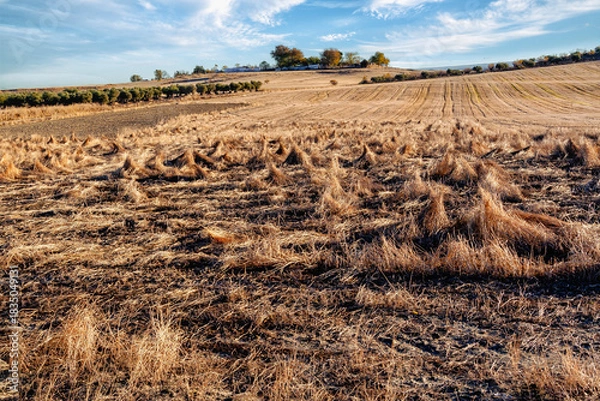 Obraz Rastrojos en verano