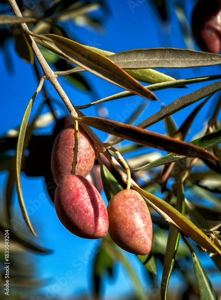 Obraz Aceitunas en el olivo