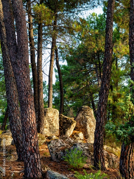 Obraz Rocas de granito entre los pinos