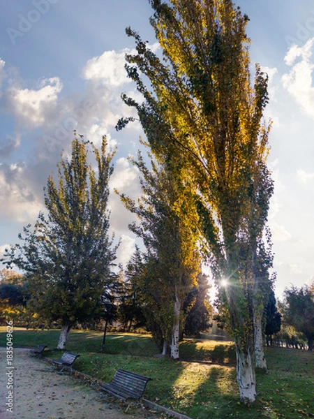 Obraz Chopos en otoño